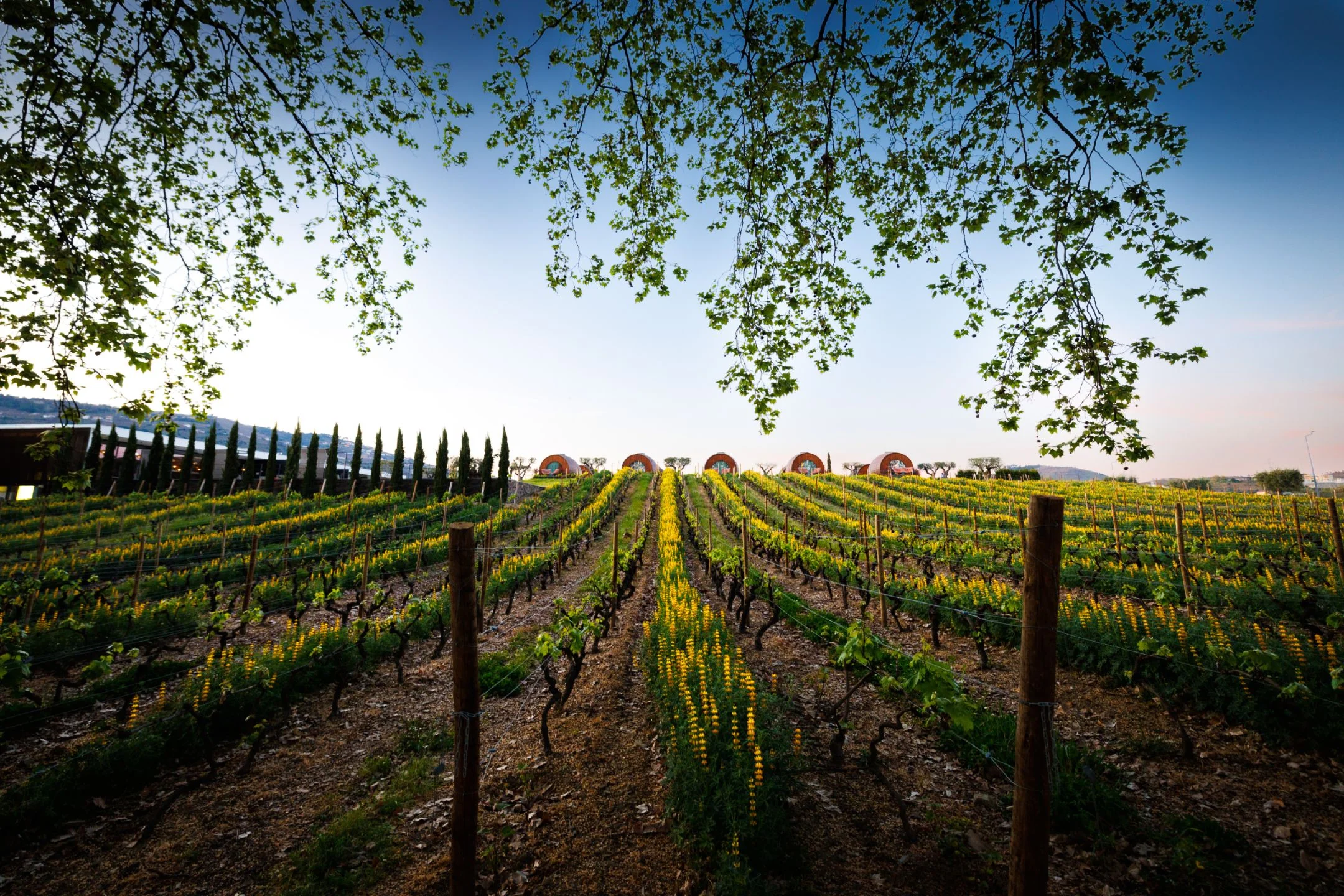 Authentic Portuguese Soul in Every Pour